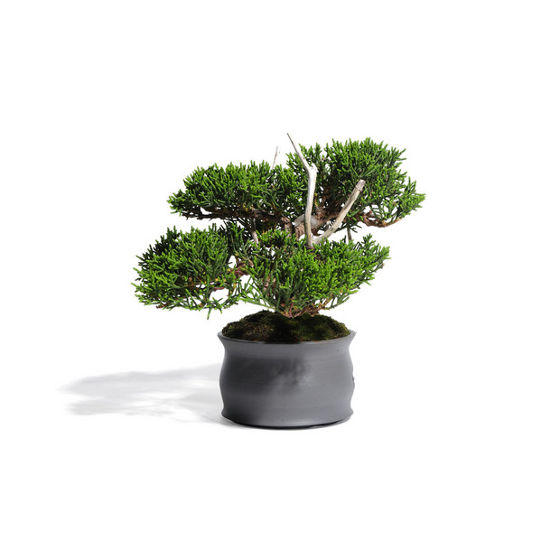 真柏 -Japanese Juniper- (推定樹齢30年)-M0015- 詳細画像